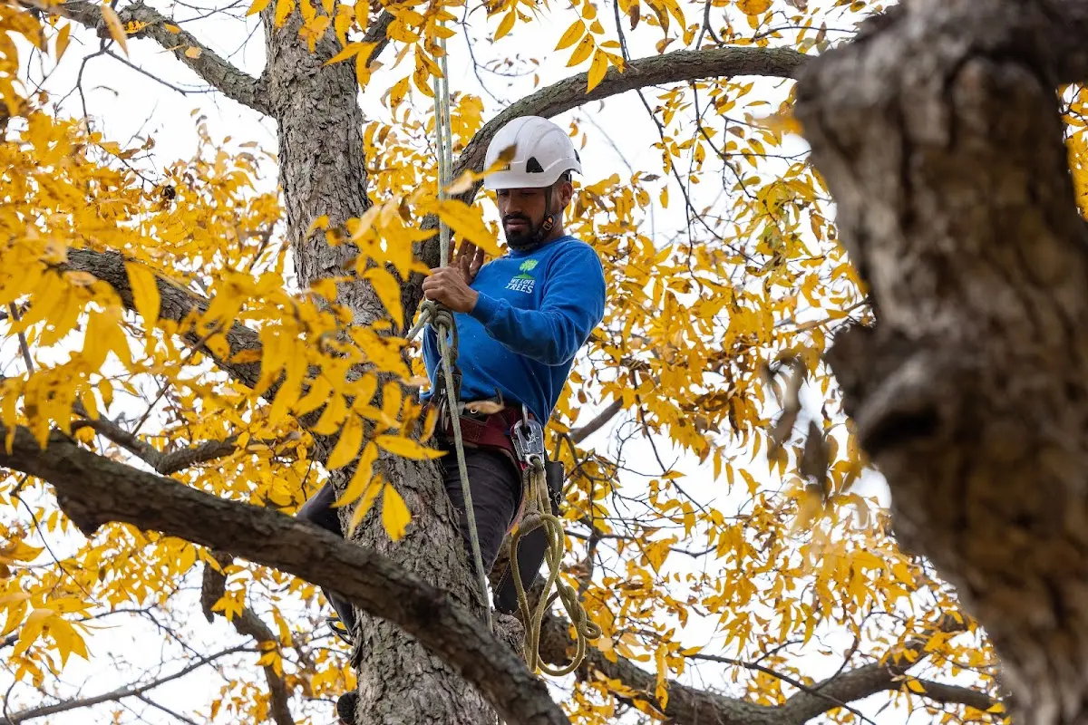 Skilled Storm Damage Cleanup crew working in Hawk Point
